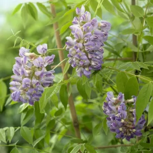 American Wisteria | Wisteria frutescens 'Amethyst Falls'