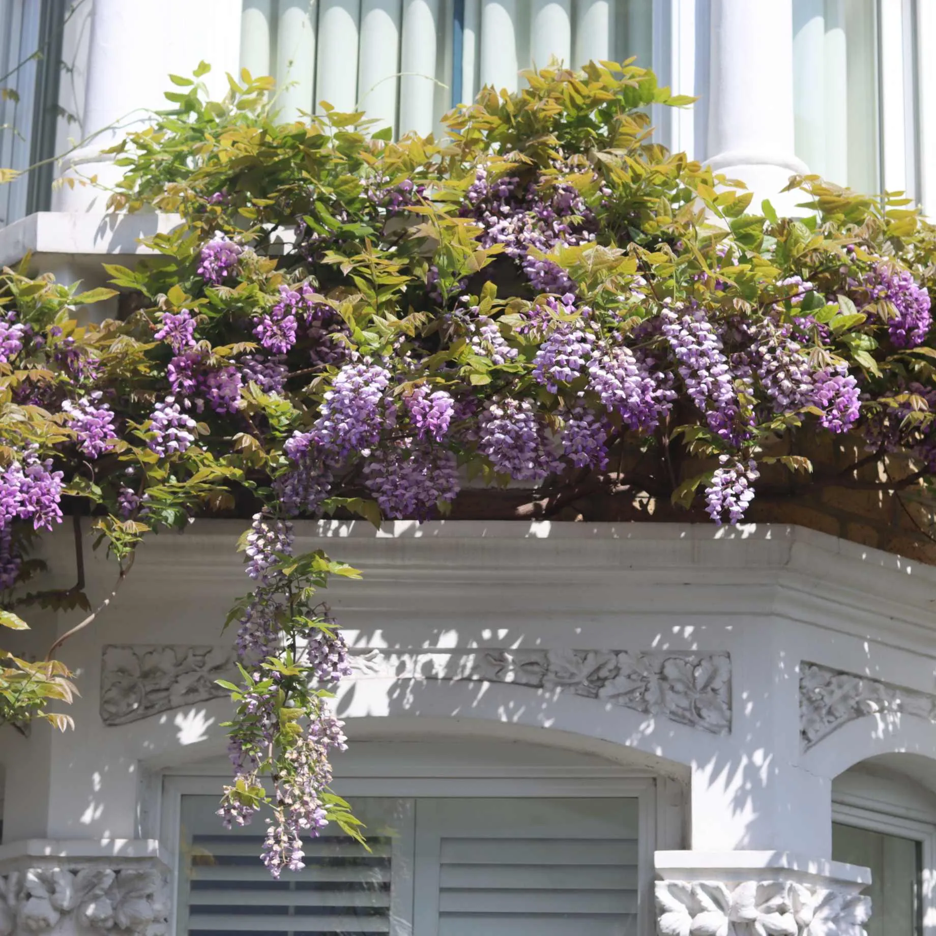 American Wisteria | Wisteria frutescens 'Amethyst Falls'