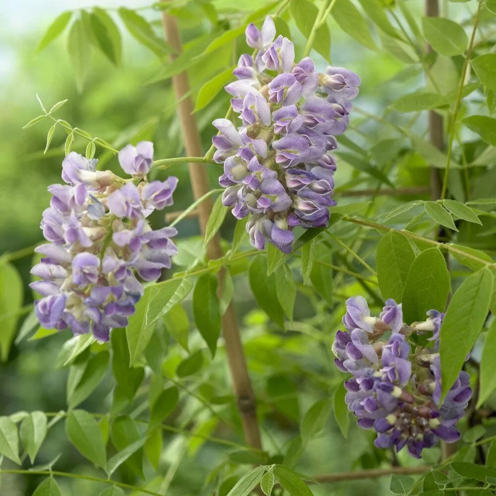 American Wisteria | Wisteria frutescens 'Amethyst Falls'