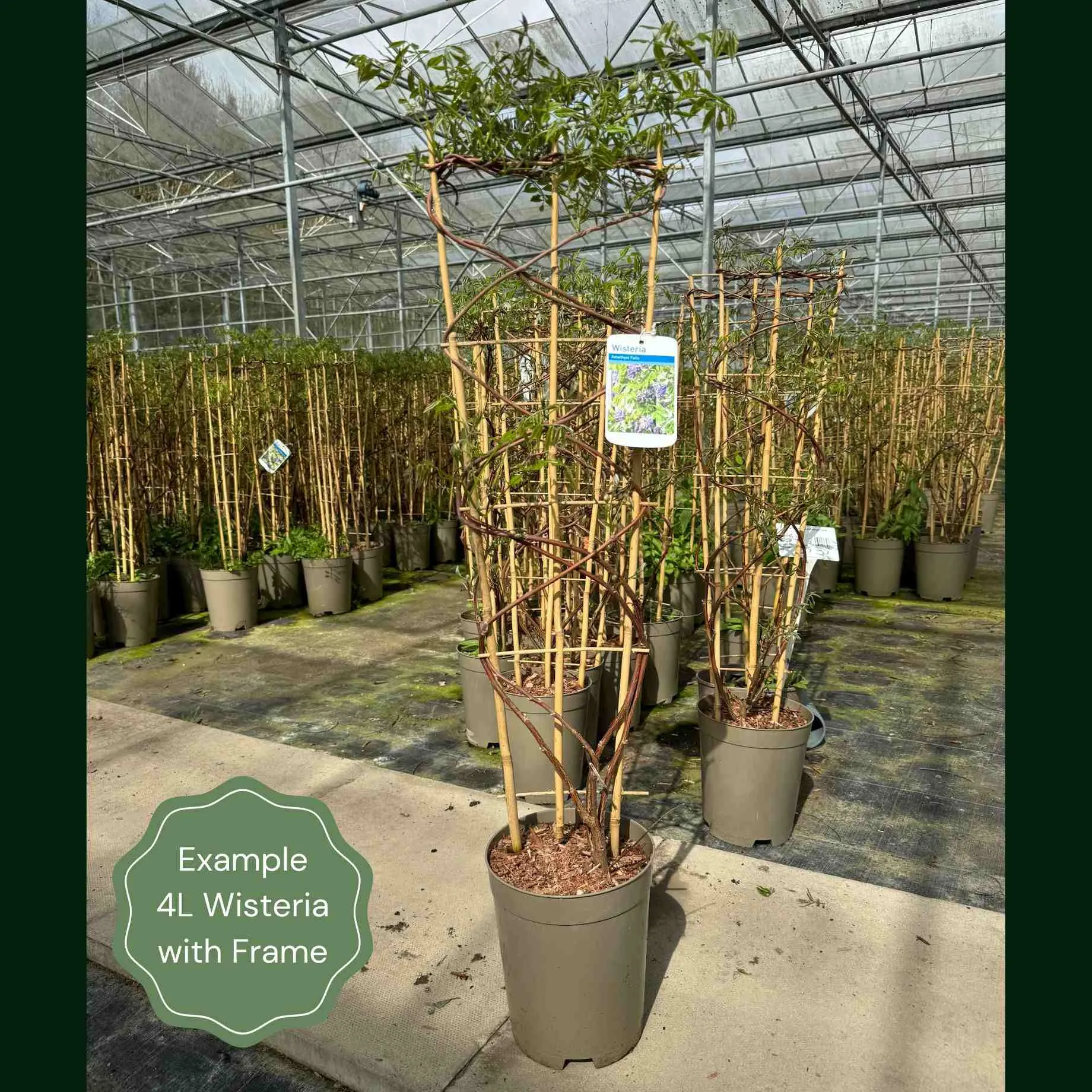 American Wisteria | Wisteria frutescens 'Amethyst Falls'