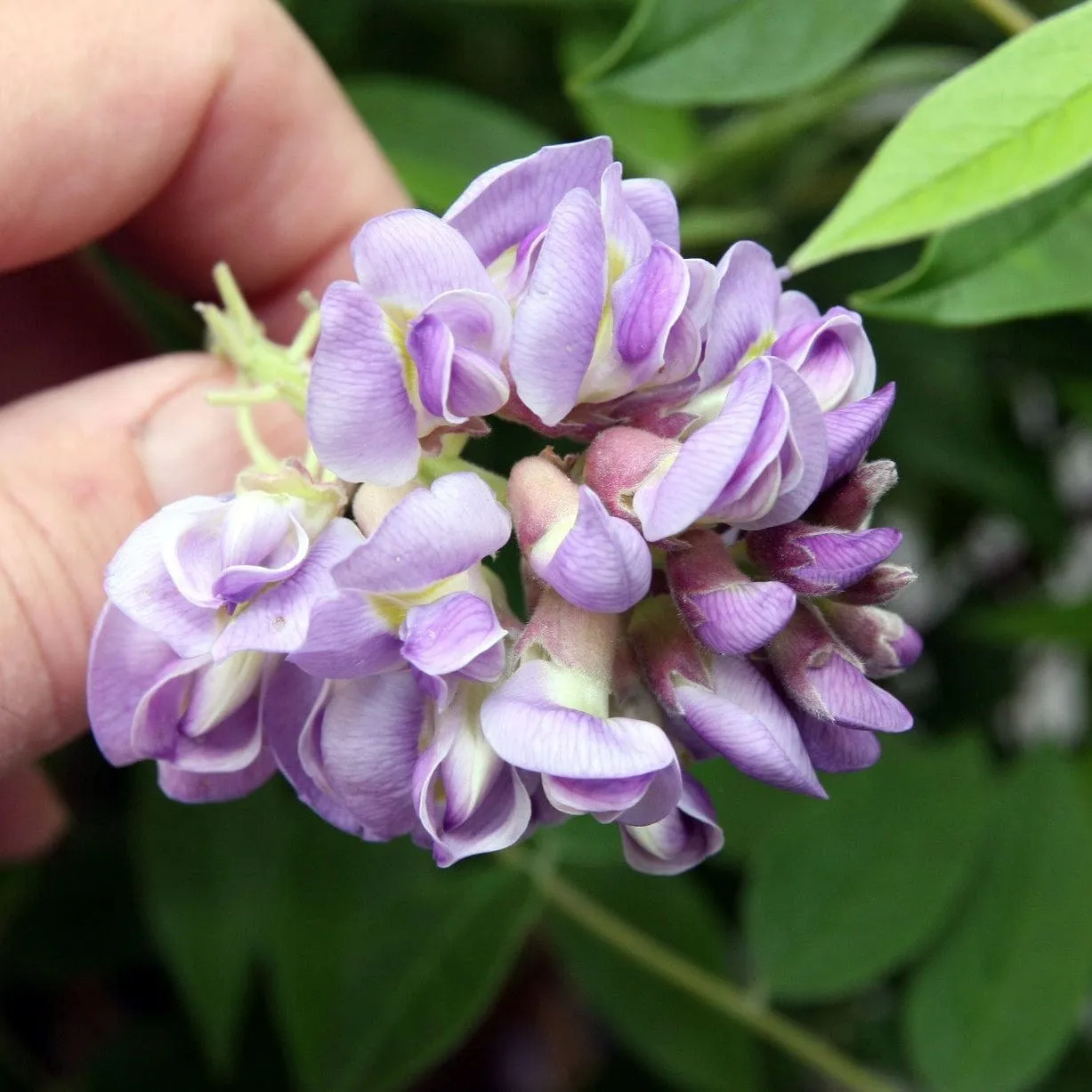 American Wisteria | Wisteria frutescens 'Amethyst Falls'