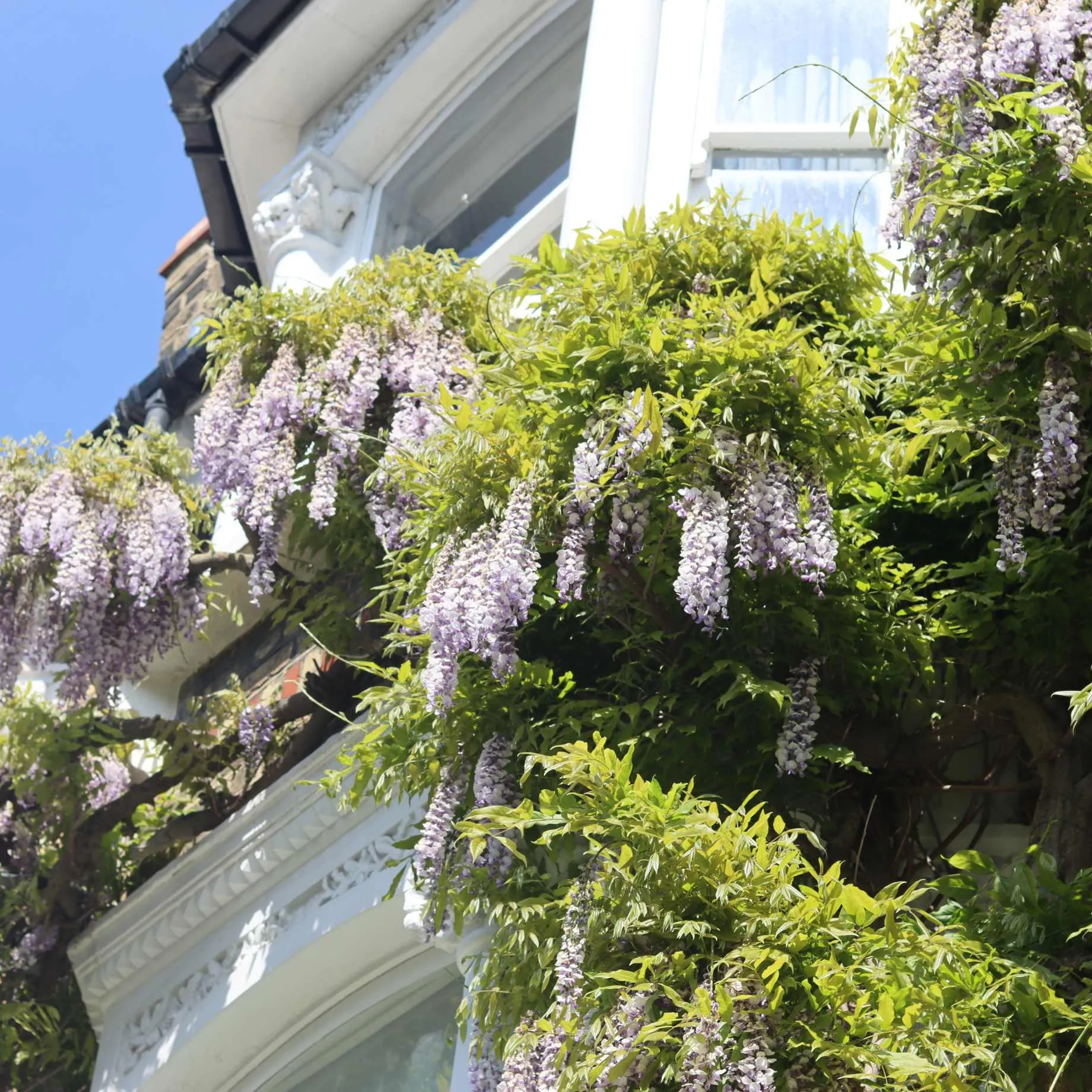 Japanese Wisteria | Wisteria floribunda 'Macrobotrys'