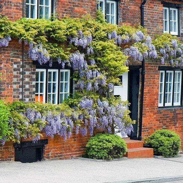 Japanese Wisteria | Wisteria floribunda 'Macrobotrys'