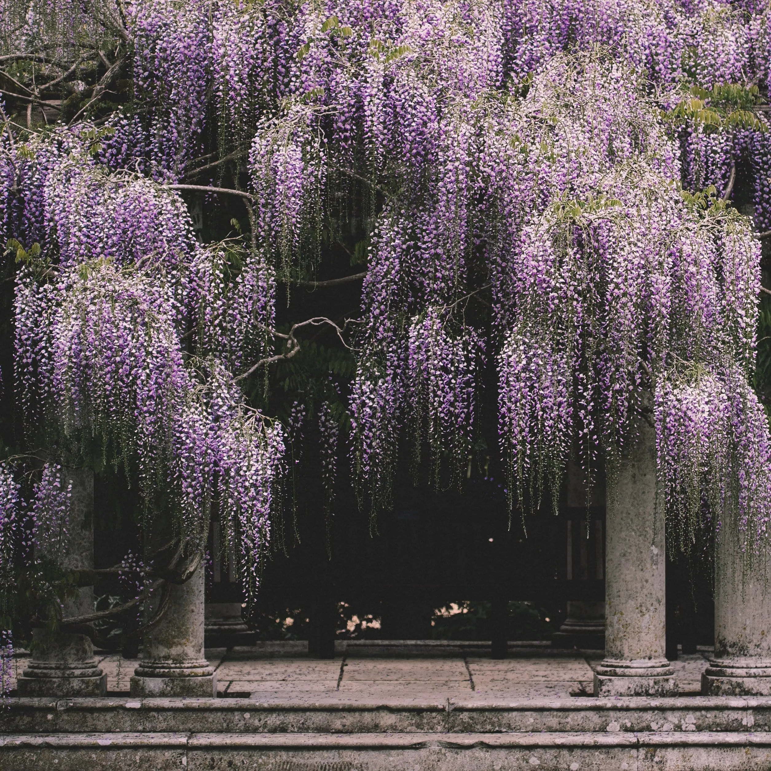 Japanese Wisteria | Wisteria floribunda 'Macrobotrys'