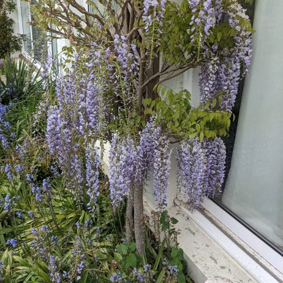 Japanese Wisteria | Wisteria floribunda 'Macrobotrys'