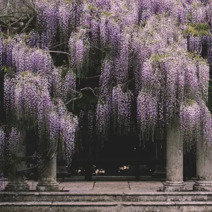 Japanese Wisteria | Wisteria floribunda 'Macrobotrys'