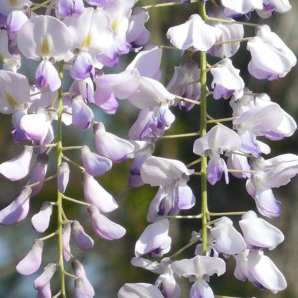 Japanese Wisteria | Wisteria floribunda 'Macrobotrys'