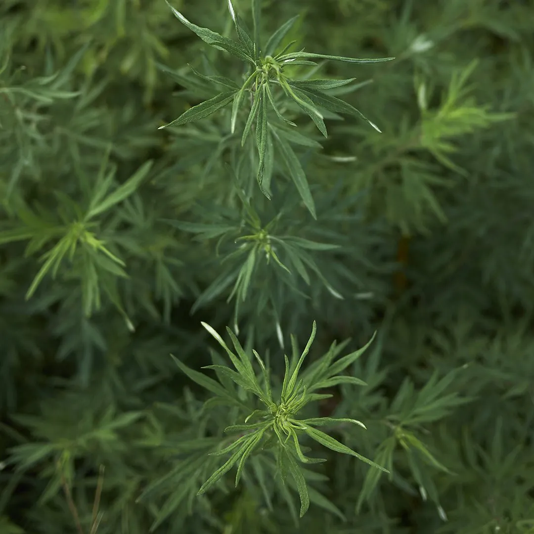 Mugwort Essential Oil (Artemisia Vulgaris)