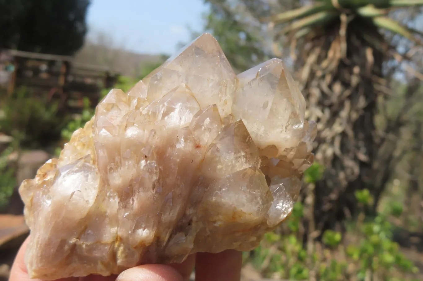Natural Cascading Quartz Clusters x 6 From Luena, Congo