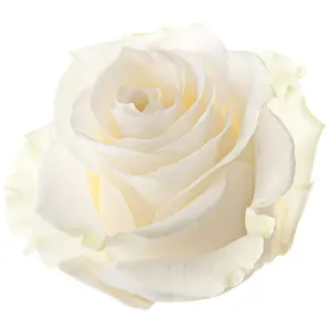 Rose Candy E-liquid