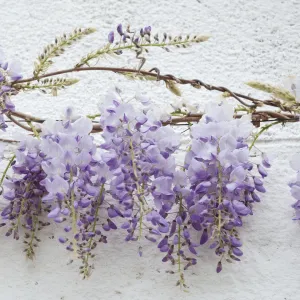 Silky Wisteria | Wisteria brachybotrys 'Okayama'