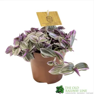 Tradescantia 'Sweetness' Houseplant 10.5cm Pot