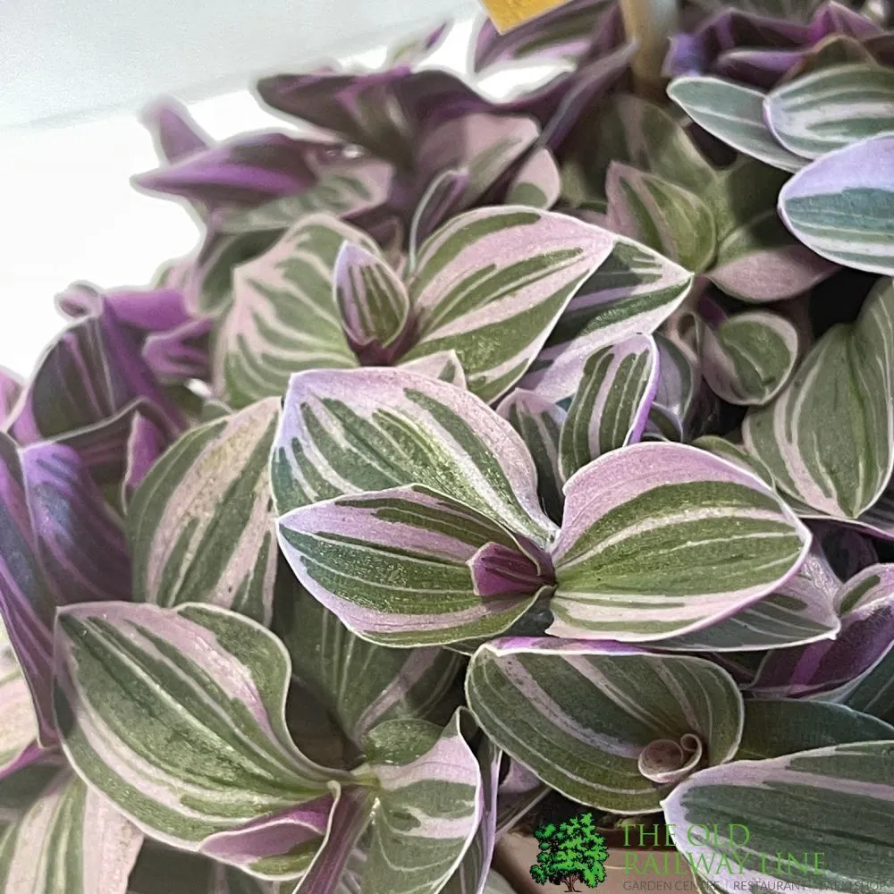 Tradescantia 'Sweetness' Houseplant 10.5cm Pot