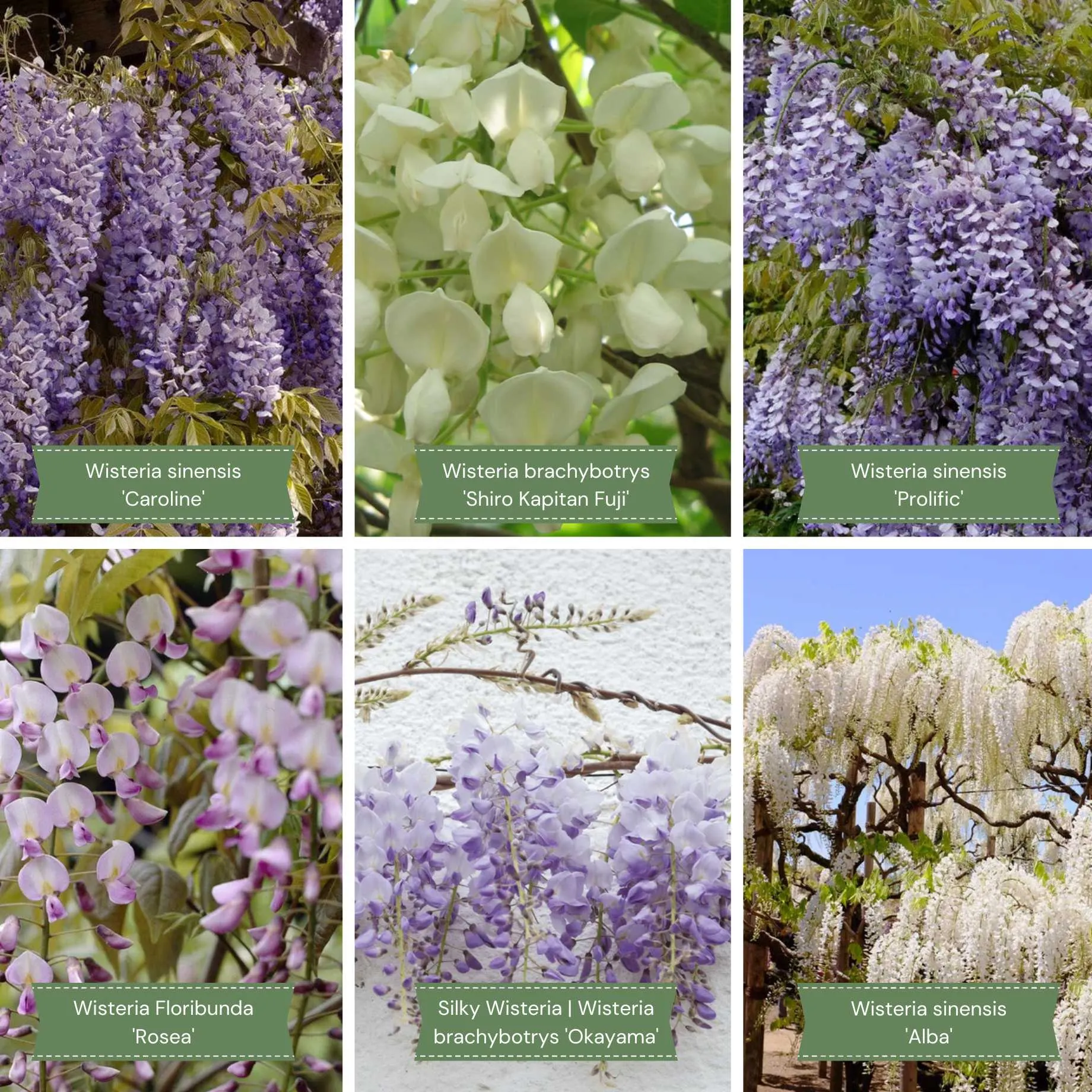 Ultimate Wisteria Collection