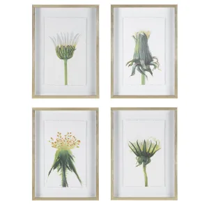 Wildflowers Gold Framed Prints, S/4